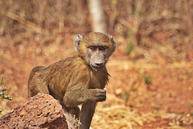Full-Day Accra Safari and Boat Cruise Private Tour - Timing, transport, and weather