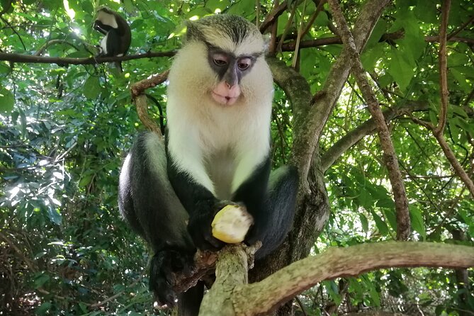 Full-Day Volta Experience ( Mount Gemi and Monkey Sanctuary) Private Tour - Meeting the Mona monkeys at Tafi Atome