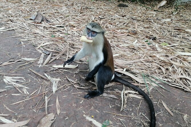 Full-Day Volta Experience ( Mount Gemi and Monkey Sanctuary) Private Tour - Who will get the most from this experience?