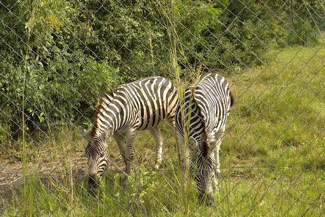 Half-day Accra Safari Tour - What the guides add