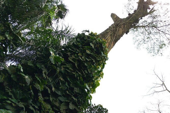Nature Thrills - Tetteh Quarshie Cocoa Farm and Ghana’s cocoa story