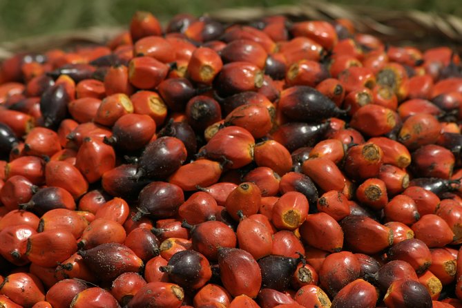 Takoradi Shore Excursion - Choosing your Kakum experience