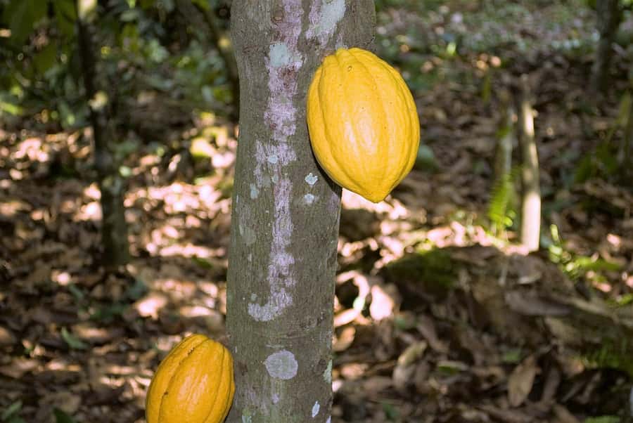 Visit Aburi Garden, Tetteh Quarshie Cocoa Farm & Waterfall - Why this Accra day trip works