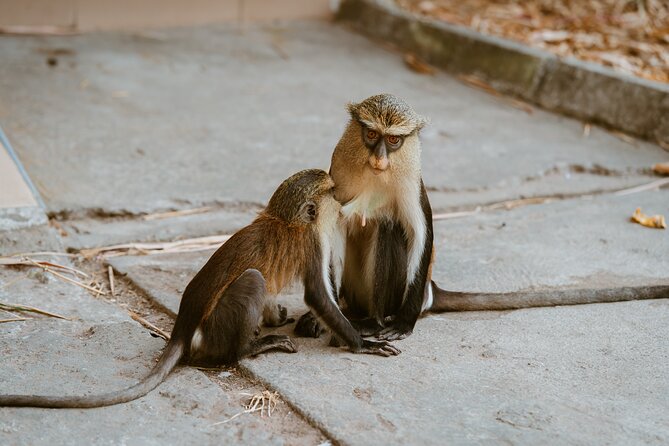 Wli Waterfall and Tafi Atome Monkey Sanctuary (Day Visit) - Who Will Enjoy This Private Ghana Day Trip?