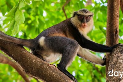Wli Waterfall and Tafi Atome Monkey Sanctuary Tour