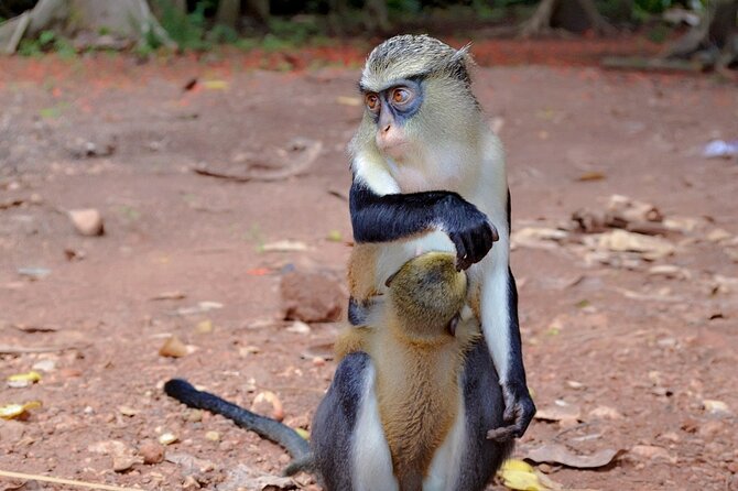 Wli Waterfall and Tafi Atome Monkey Sanctuary Tour - Lunch, water, and what to pack