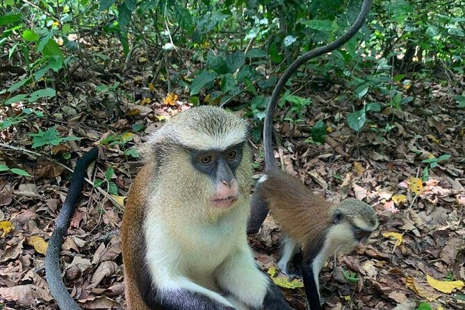 Wli Waterfall and Tafi Atome Monkey Sanctuary Tour - Who will get the most from this tour