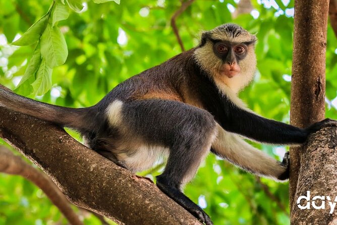 Wli Waterfall and Tafi Atome Monkey Sanctuary Tour - Reaching West Africa’s tallest waterfall