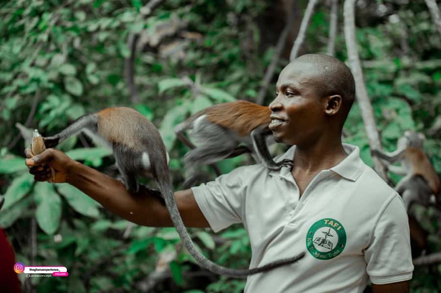 Wli Waterfall And Tafi Monkey Sanctuary ( Volta Region) - Meeting the Mona monkeys at Tafi Atome