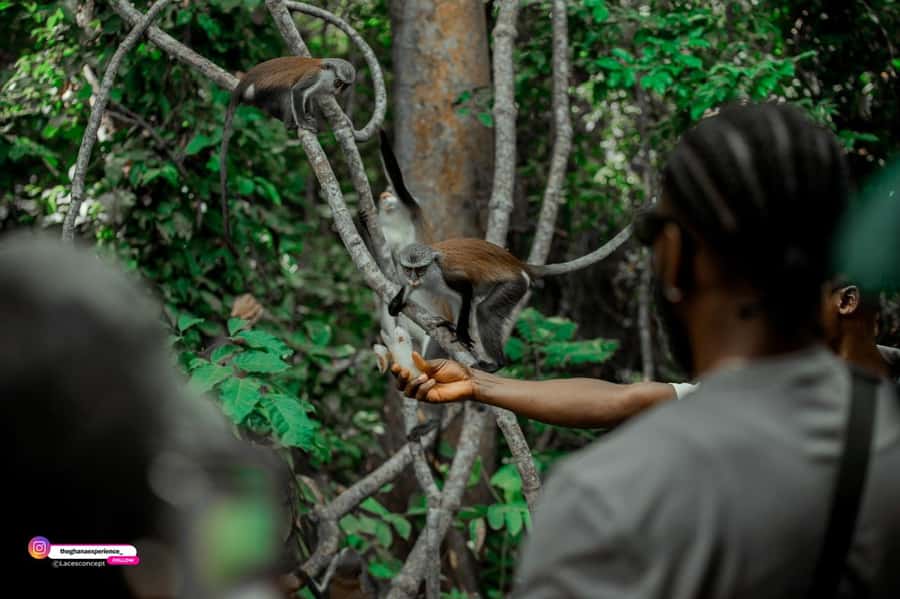Wli Waterfall And Tafi Monkey Sanctuary ( Volta Region) - Is $300 per person good value?